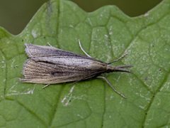 Wainscot Veneer (phragmitella)