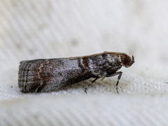 Acrobasis advenella (Rognesmalmott)