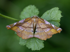 Apeira syringaria (Lilac Beauty)