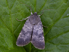 Standfussiana lucernea (Northern Rustic)