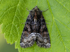 Tawny Marbled Minor (latruncula)