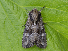 Dusky Brocade (remissa)