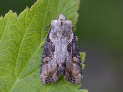 Double Lobed (ophiogramma)