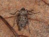 Alsophila aescularia (March Moth)