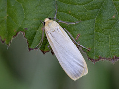 Eilema depressa (Buff Footman)