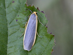 Eilema lurideola (Blygrå lavspinner)