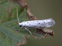 Yponomeuta padella (Rognespinnmøll)