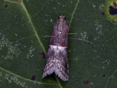 Acrobasis marmorea