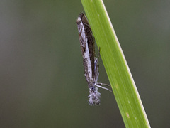 Blålig nebbmott (alpinella)