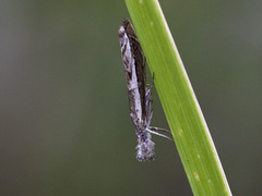 Platytes alpinella (Blålig nebbmott)