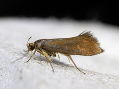 Batia unitella