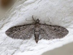 Eupithecia innotata (Angle-barred Pug)