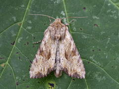 Gulbrunt engfly (sublustris)