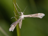 Gillmeria pallidactyla (Ryllikfjærmøll)