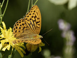 Argynnis paphia (Silver-Washed Fritillary)