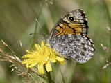 Lasiommata megera (Wall Brown)