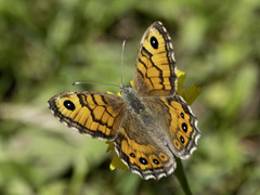 Lasiommata megera (Wall Brown)