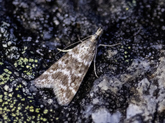 Eudonia sudetica