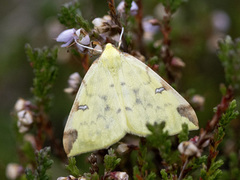 Opisthograptis luteolata (Brimstone Moth)