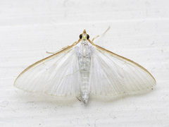 Palpita vitrealis (Olive-tree Pearl)