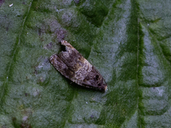 Celypha aurofasciana (Moseprydvikler)