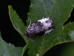 Hedya pruniana (Plum Tortrix)