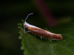 Argyresthia albistria