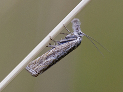 Platytes cerussella (Little Grass-veneer)