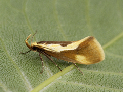 Harpella forficella