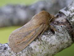 Rush Wainscot (algae)