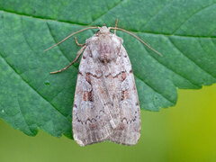 Rosy Marsh Moth (subrosea)