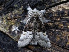 Nut-tree Tussock (coryli)