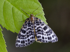 Flekkmåler (melanaria)