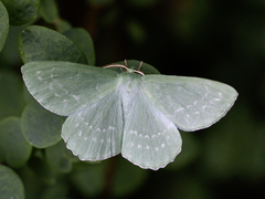 Large Emerald (papilionaria)