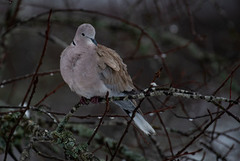 Eurasian Collared Dove (Streptopelia decaocto)