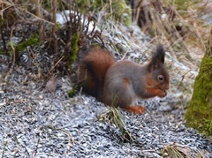 Eurasian Red Squirrel (Sciurus vulgaris)