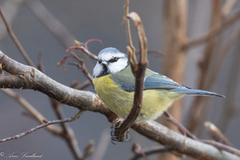 Blåmeis (Cyanistes caeruleus)