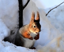 Eurasian Red Squirrel (Sciurus vulgaris)