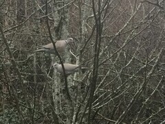 Eurasian Collared Dove (Streptopelia decaocto)