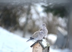 Eurasian Collared Dove (Streptopelia decaocto)