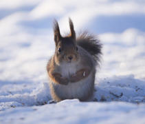 Eurasian Red Squirrel (Sciurus vulgaris)