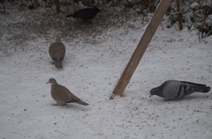 Eurasian Collared Dove (Streptopelia decaocto)