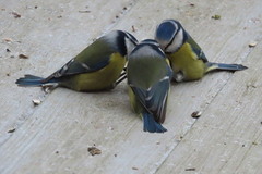 Blåmeis (Cyanistes caeruleus)