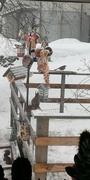 Eurasian Red Squirrel (Sciurus vulgaris)