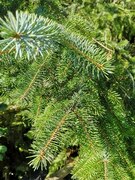 Sitka Spruce (Picea sitchensis)