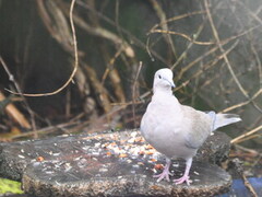 Tyrkerdue (Streptopelia decaocto)