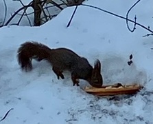 Eurasian Red Squirrel (Sciurus vulgaris)