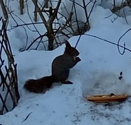 Eurasian Red Squirrel (Sciurus vulgaris)