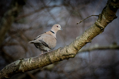 Eurasian Collared Dove (Streptopelia decaocto)