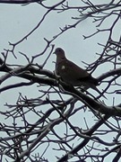 Tyrkerdue (Streptopelia decaocto)